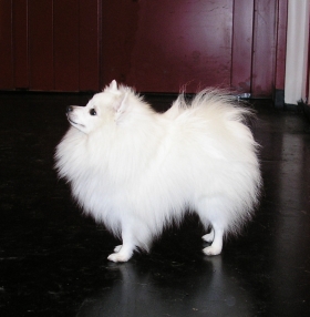 s.15_nemecky_spic.jpg