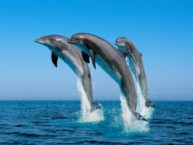 s.7_delfin.jpg